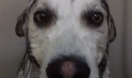 网友爆料玉林偷狗视频播放,网友愤怒声讨，警方介入调查