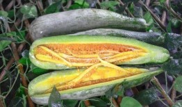 网红肖喆吃瓜,揭秘娱乐圈吃瓜背后的真相