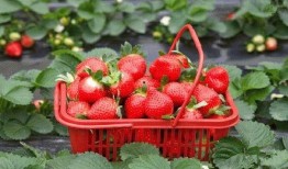 草莓种植爆料视频教程下载,揭秘视频中的种植奥秘