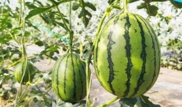 瓜洲免费吃瓜在哪里,寻味夏日甜蜜时光