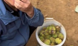 网红上海败家仔吃瓜,一场奢华与争议的碰撞