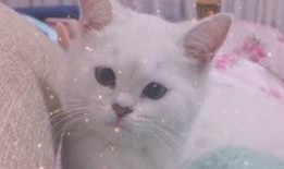 娱乐吃瓜酱可爱小鱼,可爱小鱼带你畅游娱乐圈