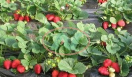 草莓种植爆料视频教程下载,揭秘视频中的种植奥秘