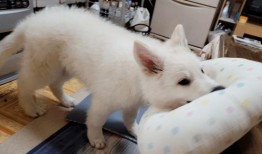 网友爆料玉林偷狗视频播放,网友愤怒声讨，警方介入调查