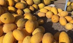 瓜洲免费吃瓜在哪里,寻味夏日甜蜜时光